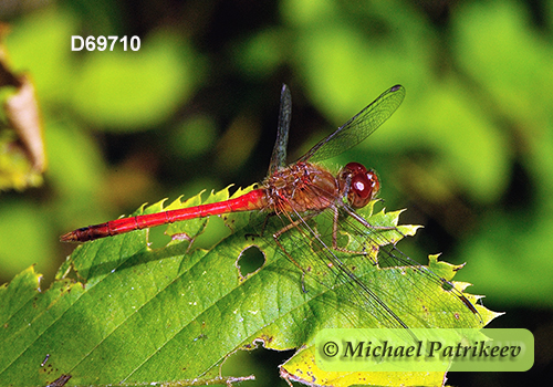 Autumn Meadowhawk (Sympetrum vicinum)